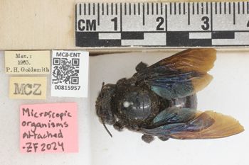 Media type: image;   Entomology 815957 Aspect: labels